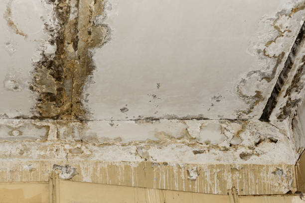 Carpet water damage restoration in Ringgold, LA